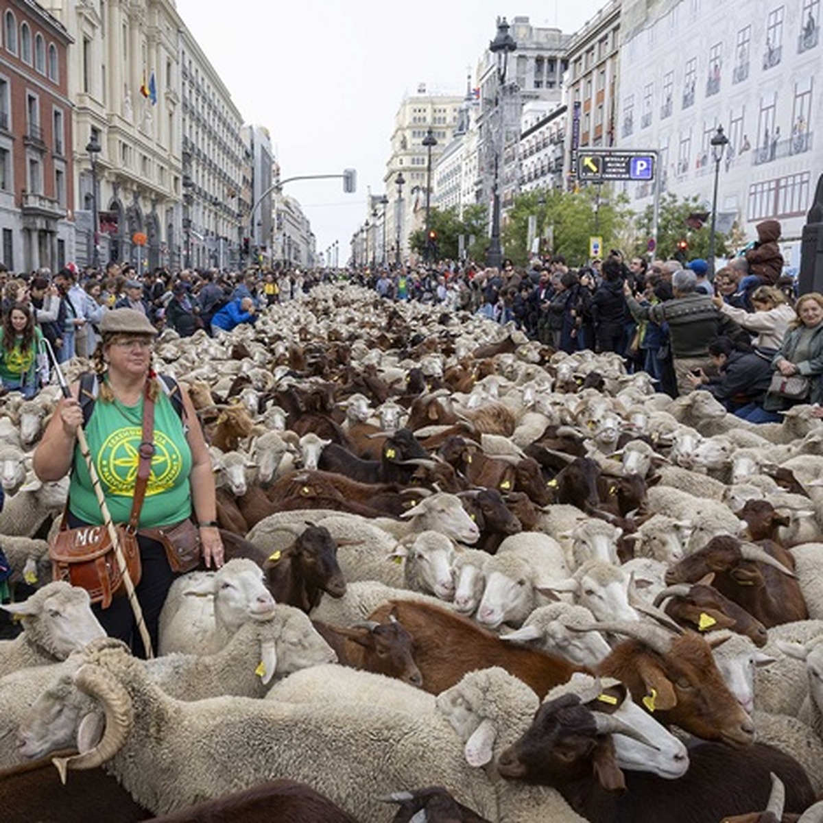 Fiesta de la trashumancia in Madrid to feature 1,400 sheep and goats on modified route